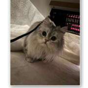 ヒメ日記 2026/02/09 10:53 投稿 るい ちゃんこ東大阪 布施・長田店