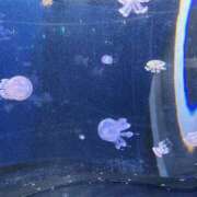 ヒメ日記 2025/11/25 10:49 投稿 まいの 東京人妻セレブリティ（ユメオト）