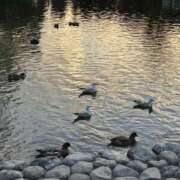 まいの お疲れさまっ⭐︎ 東京人妻セレブリティ（ユメオト）