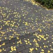 ヒメ日記 2025/12/09 22:53 投稿 まいの 東京人妻セレブリティ（ユメオト）