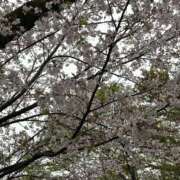 ヒメ日記 2026/04/05 20:17 投稿 まいの 東京人妻セレブリティ（ユメオト）