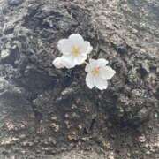 ヒメ日記 2025/03/30 16:25 投稿 とい バニラシュガー古河店