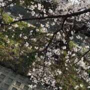 ヒメ日記 2026/03/28 14:07 投稿 あやか マダム可憐