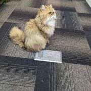 ヒメ日記 2025/03/26 21:15 投稿 ♡ハルカ MEGA PALACE(メガパレス）