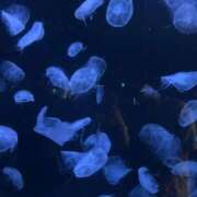 ヒメ日記 2025/10/03 01:09 投稿 あすな デザインプリズム新宿