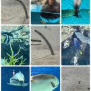 ヒメ日記 2025/11/09 00:19 投稿 りいさ 西川口ちゃんこ