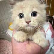 ヒメ日記 2026/03/21 23:49 投稿 りいさ 西川口ちゃんこ