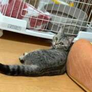 ヒメ日記 2026/03/24 11:49 投稿 りいさ 西川口ちゃんこ