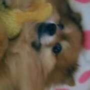 ヒメ日記 2026/04/28 16:22 投稿 吉永　瞳 スッキリ商事