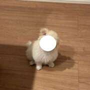 まゆめろでぃ きょうもなんとか…？ buzz-B