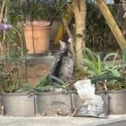 ヒメ日記 2025/02/14 22:05 投稿 れい buzz-B