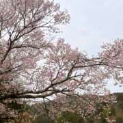 ヒメ日記 2025/04/06 09:57 投稿 つくし 横浜人妻セレブリティ（ユメオト）