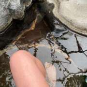 ヒメ日記 2025/02/01 16:06 投稿 うた 熟女総本店 堺東店