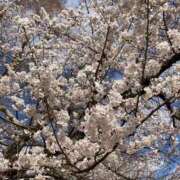 ヒメ日記 2025/04/05 16:52 投稿 うた 熟女総本店 堺東店