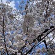 ヒメ日記 2025/04/10 23:44 投稿 うた 熟女総本店 堺東店