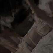 ヒメ日記 2025/02/25 18:27 投稿 みほの 黒い金魚（札幌）