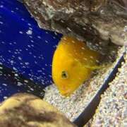 ヒメ日記 2025/09/23 17:50 投稿 みほの 黒い金魚（札幌）