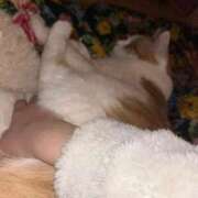 ヒメ日記 2025/11/14 15:20 投稿 みほの 黒い金魚（札幌）