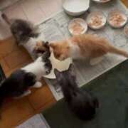 ヒメ日記 2025/11/23 16:30 投稿 みほの 黒い金魚（札幌）