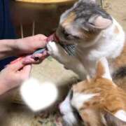 ヒメ日記 2025/12/03 19:00 投稿 みほの 黒い金魚（札幌）