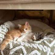 ヒメ日記 2025/12/15 22:44 投稿 みほの 黒い金魚（札幌）