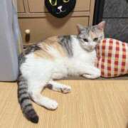 ヒメ日記 2026/03/15 18:01 投稿 みほの 黒い金魚（札幌）