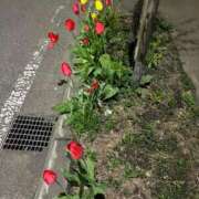 ヒメ日記 2026/05/06 19:21 投稿 みほの 黒い金魚（札幌）