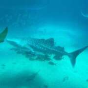 ヒメ日記 2026/05/12 23:50 投稿 みほの 黒い金魚（札幌）