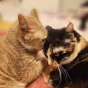 ヒメ日記 2025/11/02 14:47 投稿 鏡　あや 三丁目の奥様（東京ハレ系）