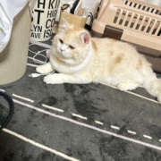 ヒメ日記 2025/11/08 16:01 投稿 ひめか 彼女の部屋本店