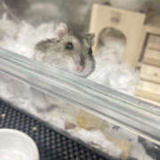 ヒメ日記 2026/04/05 16:30 投稿 ひめか 彼女の部屋本店