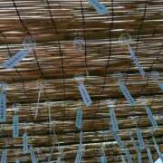 ヒメ日記 2025/08/02 10:50 投稿 橘 上野CLUB A(クラブ エー)