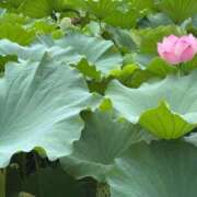 ヒメ日記 2025/08/15 14:20 投稿 橘 上野CLUB A(クラブ エー)