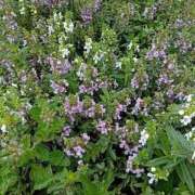 ヒメ日記 2025/09/16 07:50 投稿 橘 上野CLUB A(クラブ エー)