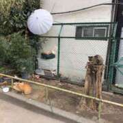 ヒメ日記 2025/10/26 23:20 投稿 橘 上野CLUB A(クラブ エー)