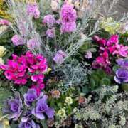 ヒメ日記 2024/12/13 16:30 投稿 せいか ANNEX（アネックス）