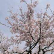 ヒメ日記 2025/04/11 19:13 投稿 せいか ANNEX（アネックス）