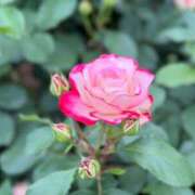 ヒメ日記 2025/05/03 12:04 投稿 せいか ANNEX（アネックス）