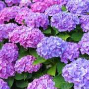 ヒメ日記 2025/05/27 21:32 投稿 せいか ANNEX（アネックス）