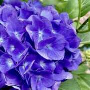 ヒメ日記 2025/06/03 09:12 投稿 せいか ANNEX（アネックス）