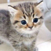 ヒメ日記 2024/12/30 16:42 投稿 ろーず ハピネス東京