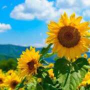 ヒメ日記 2025/07/10 07:25 投稿 らんな姫 螢