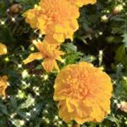 ヒメ日記 2025/08/19 12:28 投稿 矢納あずさ 五十路マダム愛されたい熟女たち 津山店