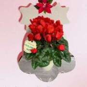 ヒメ日記 2025/12/07 10:46 投稿 矢納あずさ 五十路マダム愛されたい熟女たち 津山店