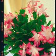 ヒメ日記 2025/12/10 13:04 投稿 矢納あずさ 五十路マダム愛されたい熟女たち 津山店