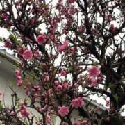 ヒメ日記 2026/03/26 10:24 投稿 矢納あずさ 五十路マダム愛されたい熟女たち 津山店