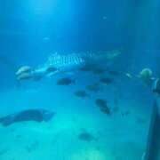みつ 家族旅行に行ってきたよ〜🐬 池袋あられ