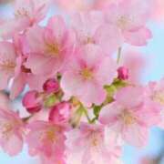 ヒメ日記 2025/04/14 18:38 投稿 岡田まひろ おいしい人妻熟女