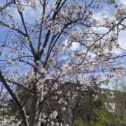 ヒメ日記 2025/04/03 16:15 投稿 翼/つばさ 五反田アネージュ（ユメオト）