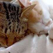 しのぶ しのぶです(*´ω`*) モアグループ宇都宮人妻花壇